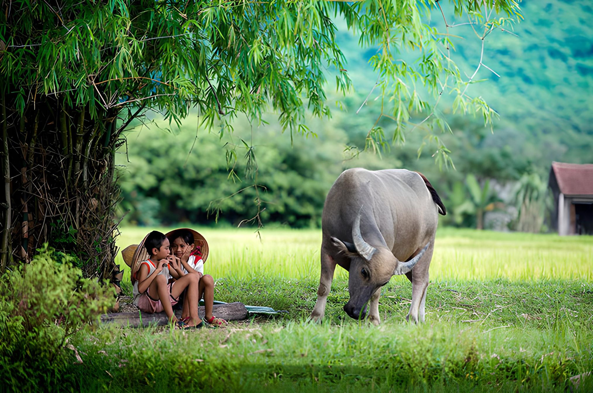 A boy and a girl are wearing conical hats and playing the flute under a bamboo bush near a buffalo and a green field.